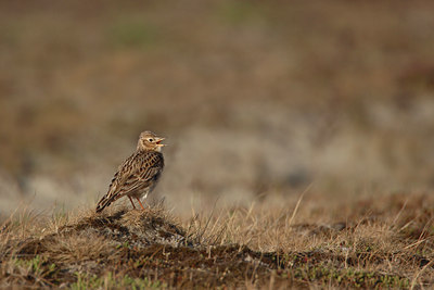 BUITEN BEELD Foto: 25327