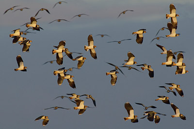 BUITEN BEELD Foto: 25356