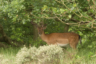 BUITEN BEELD Foto: 25390