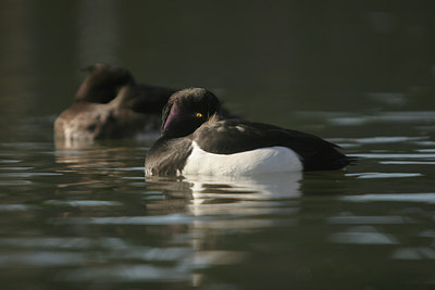 BUITEN BEELD Foto: 25392