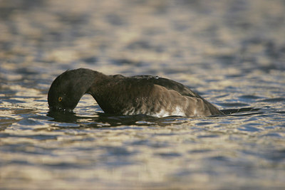 BUITEN BEELD Foto: 25400