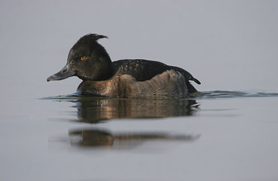 BUITEN BEELD Foto: 25404