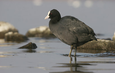 BUITEN BEELD Foto: 25429