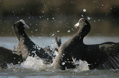 BUITEN BEELD Foto: 25431