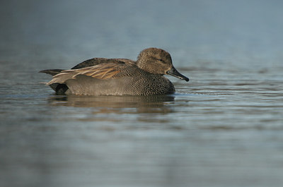 BUITEN BEELD Foto: 25432