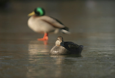 BUITEN BEELD Foto: 25433