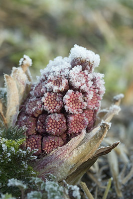 BUITEN BEELD Foto: 25457