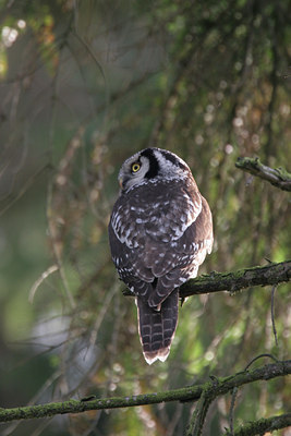 BUITEN BEELD Foto: 25467