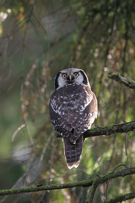 BUITEN BEELD Foto: 25468