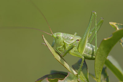 BUITEN BEELD Foto: 25487