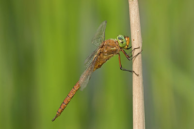 BUITEN BEELD Foto: 25488