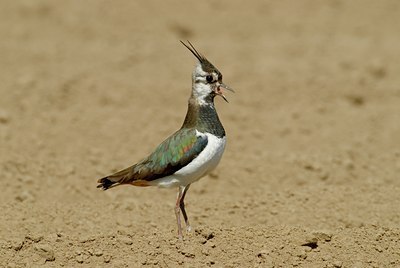 BUITEN BEELD Foto: 25508