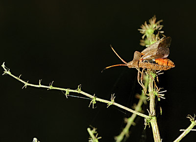 BUITEN BEELD Foto: 25554