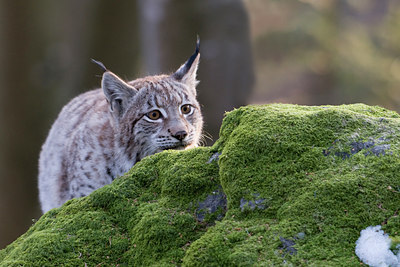 BUITEN BEELD Foto: 25557