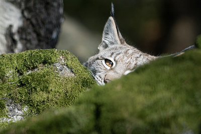 BUITEN BEELD Foto: 25563