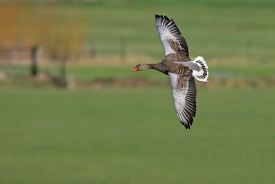 BUITEN BEELD Foto: 25586