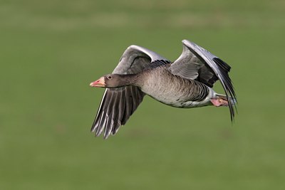 BUITEN BEELD Foto: 25587