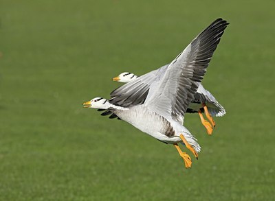 BUITEN BEELD Foto: 25594