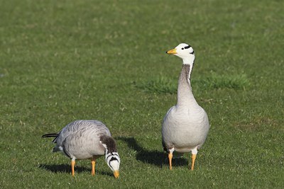 BUITEN BEELD Foto: 25595