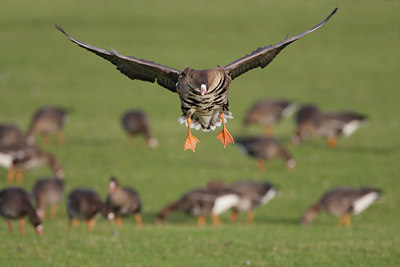 BUITEN BEELD Foto: 25599