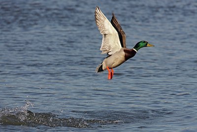 BUITEN BEELD Foto: 25605