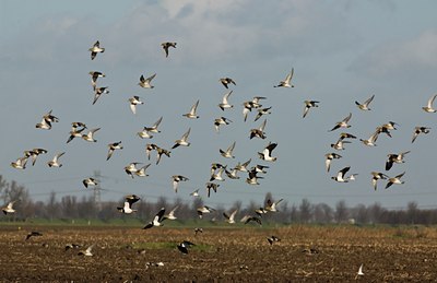 BUITEN BEELD Foto: 25633
