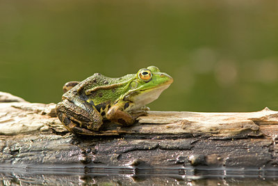BUITEN BEELD Foto: 25639