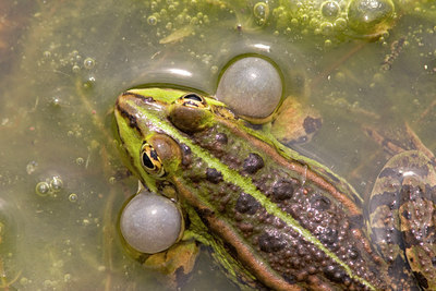 BUITEN BEELD Foto: 25641
