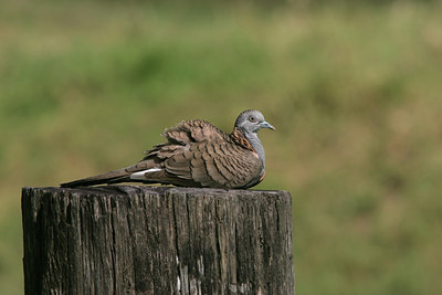 BUITEN BEELD Foto: 25700
