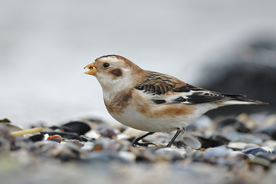 BUITEN BEELD Foto: 25731