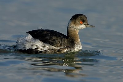 BUITEN BEELD Foto: 25765