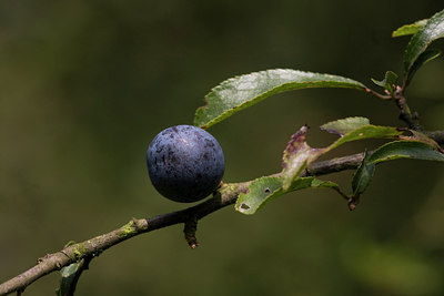 BUITEN BEELD Foto: 25766