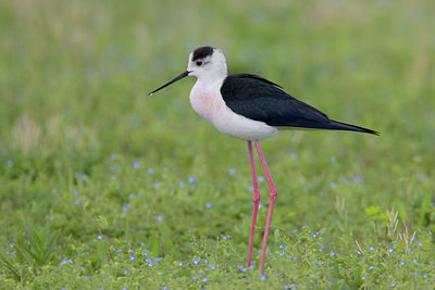 BUITEN BEELD Foto: 25793