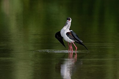 BUITEN BEELD Foto: 25799