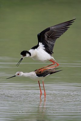 BUITEN BEELD Foto: 25801