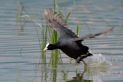 BUITEN BEELD Foto: 25862