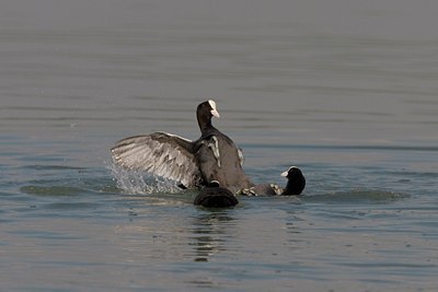 BUITEN BEELD Foto: 25866