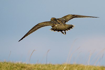 BUITEN BEELD Foto: 25872