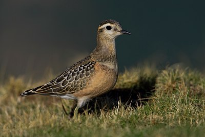 BUITEN BEELD Foto: 25875