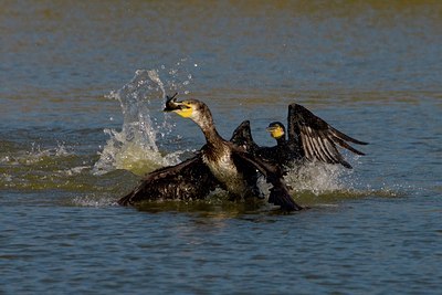BUITEN BEELD Foto: 25915