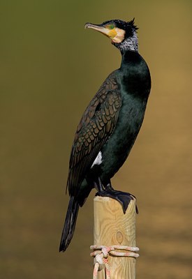 BUITEN BEELD Foto: 25925