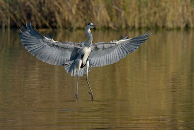 BUITEN BEELD Foto: 25950