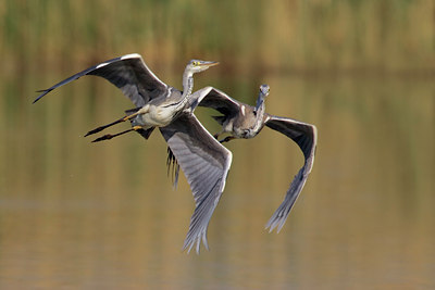 BUITEN BEELD Foto: 25964