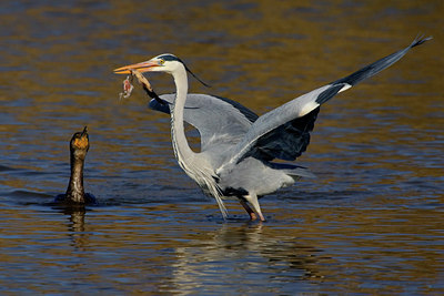 BUITEN BEELD Foto: 25965