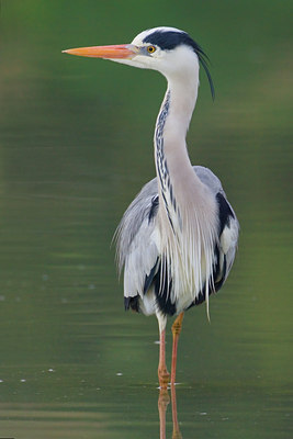 BUITEN BEELD Foto: 25968