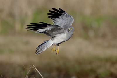 BUITEN BEELD Foto: 25981