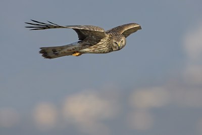 BUITEN BEELD Foto: 25985