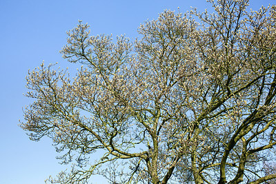 BUITEN BEELD Foto: 259011
