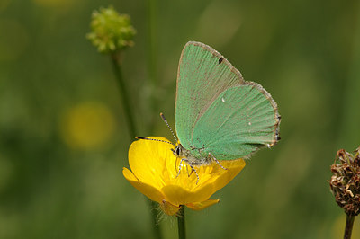 BUITEN BEELD Foto: 259014