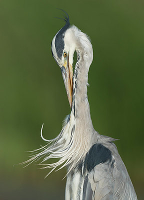 BUITEN BEELD Foto: 259028